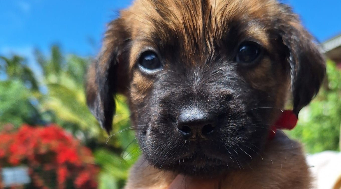 Chiens à adopter