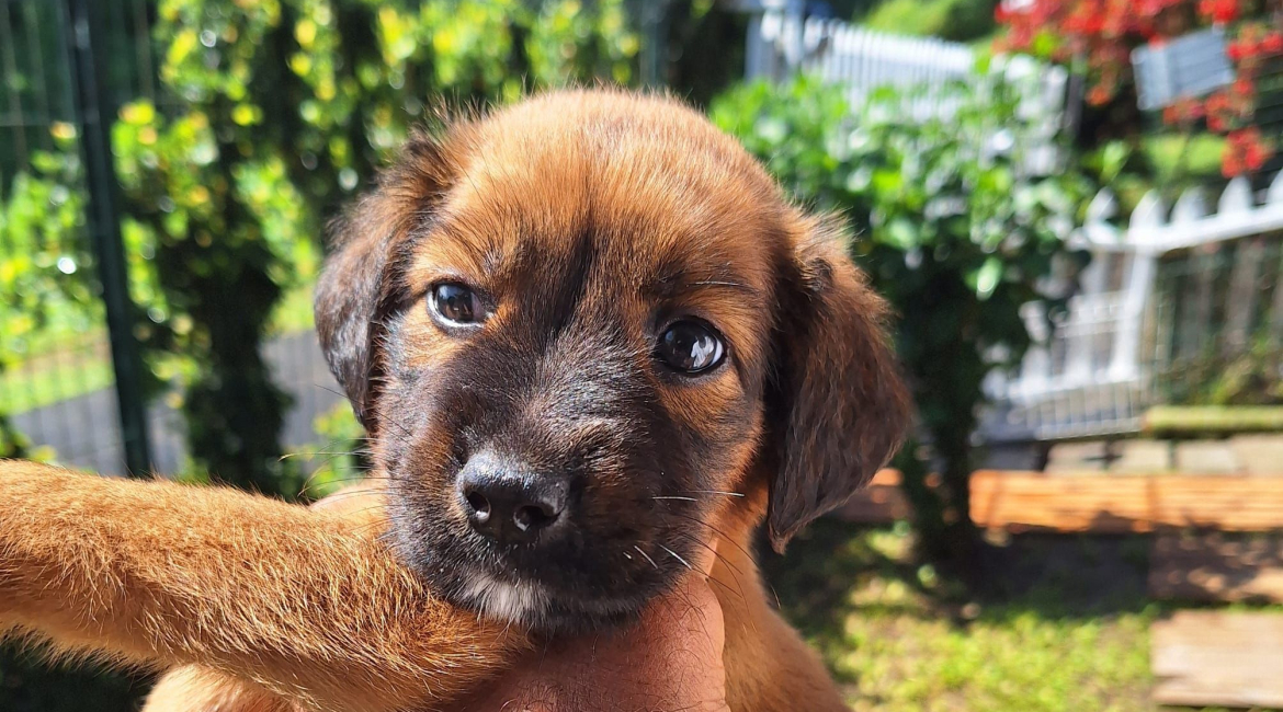 Chiens à adopter