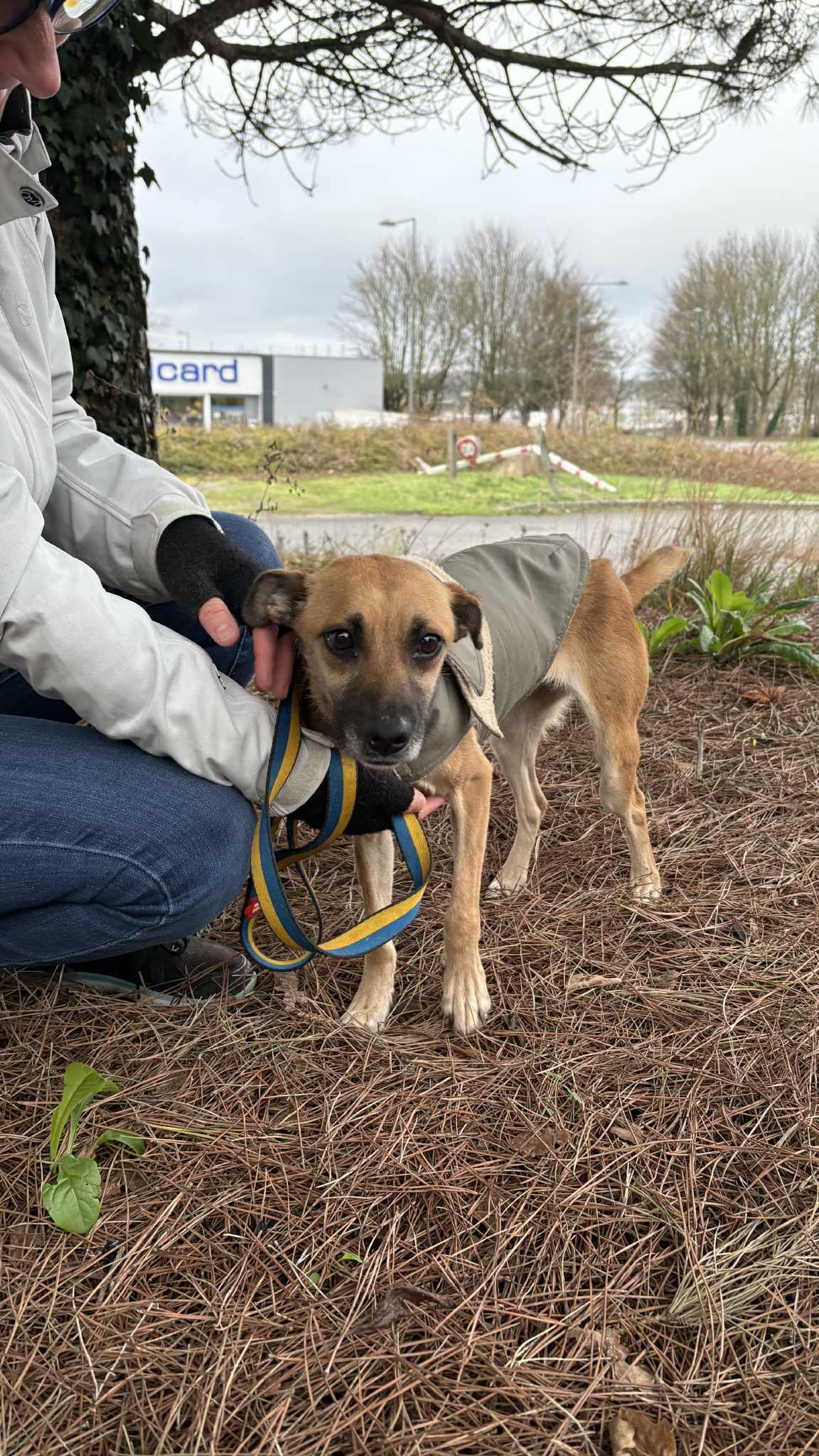 Chiens à adopter