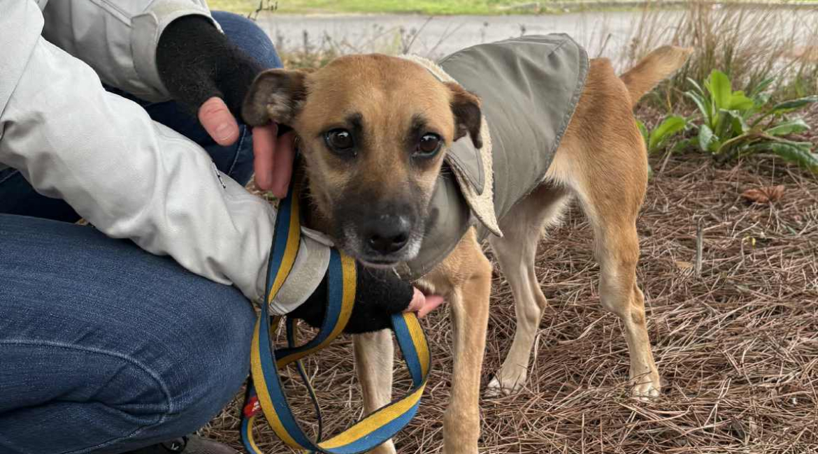 Chiens à adopter