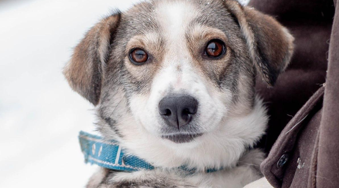 Chiens à adopter