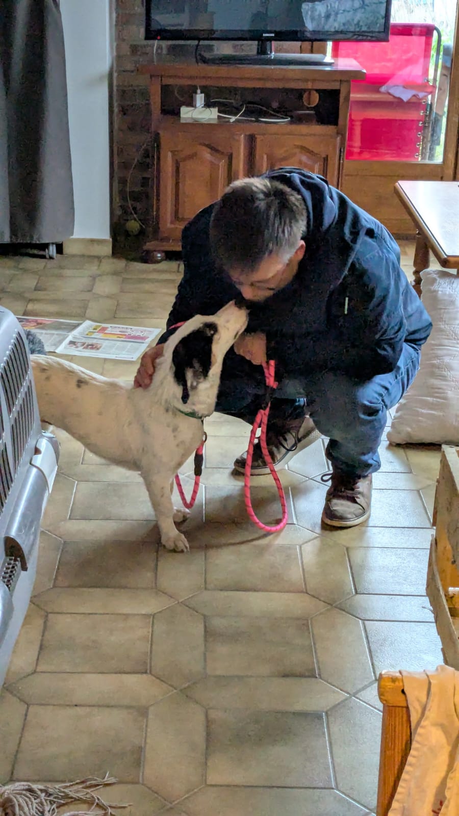 Chiens à adopter