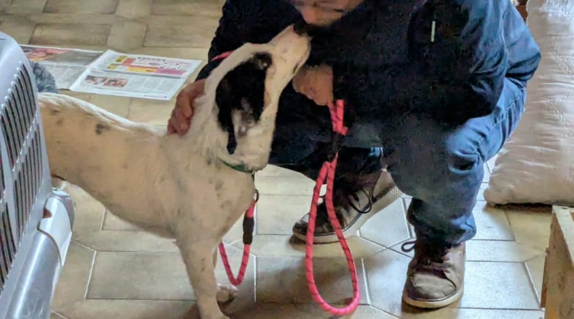 Chiens à adopter