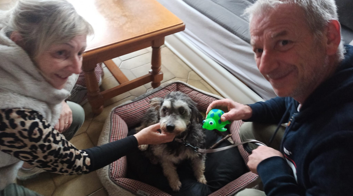 Chiens à adopter