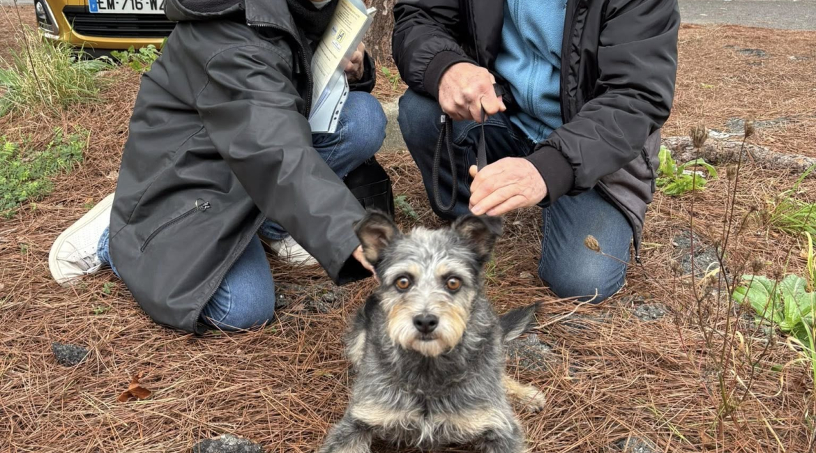 Chiens à adopter