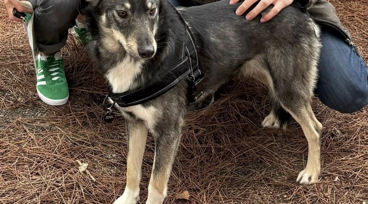 Chiens à adopter