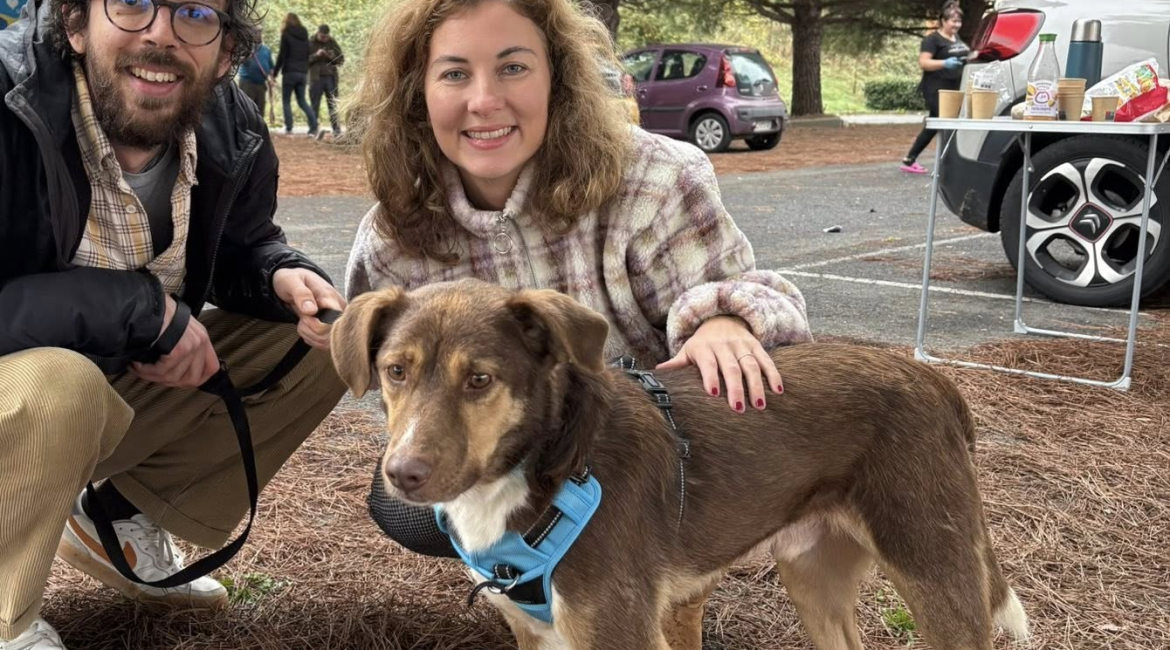 Chiens à adopter