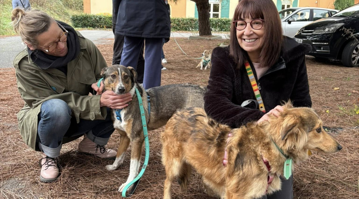 Chiens à adopter