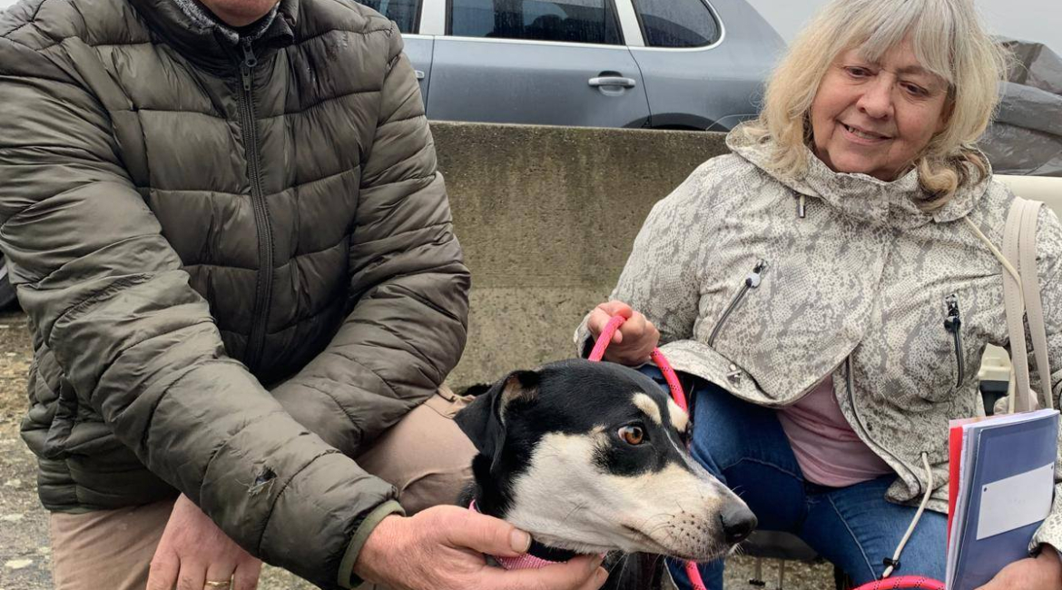Chiens à adopter
