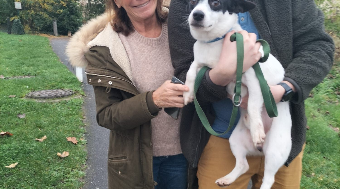 Chiens à adopter