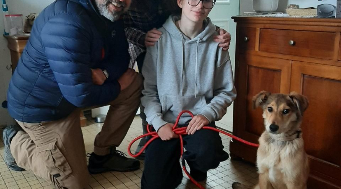 Chiens à adopter