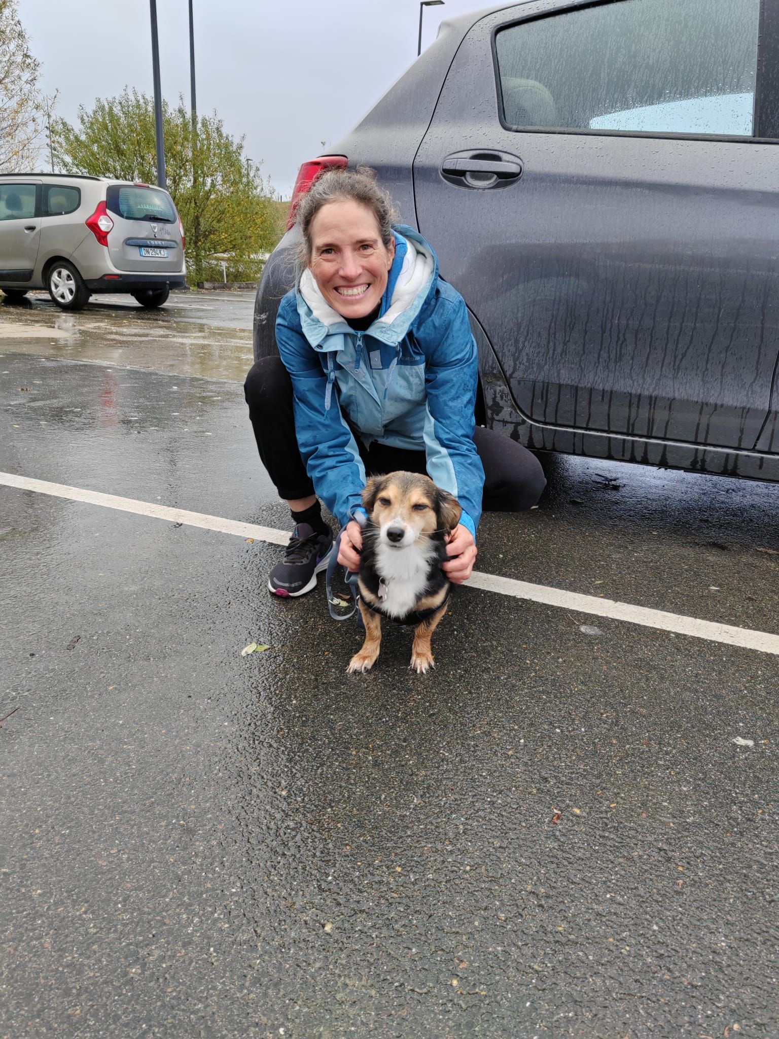 Chiens à adopter