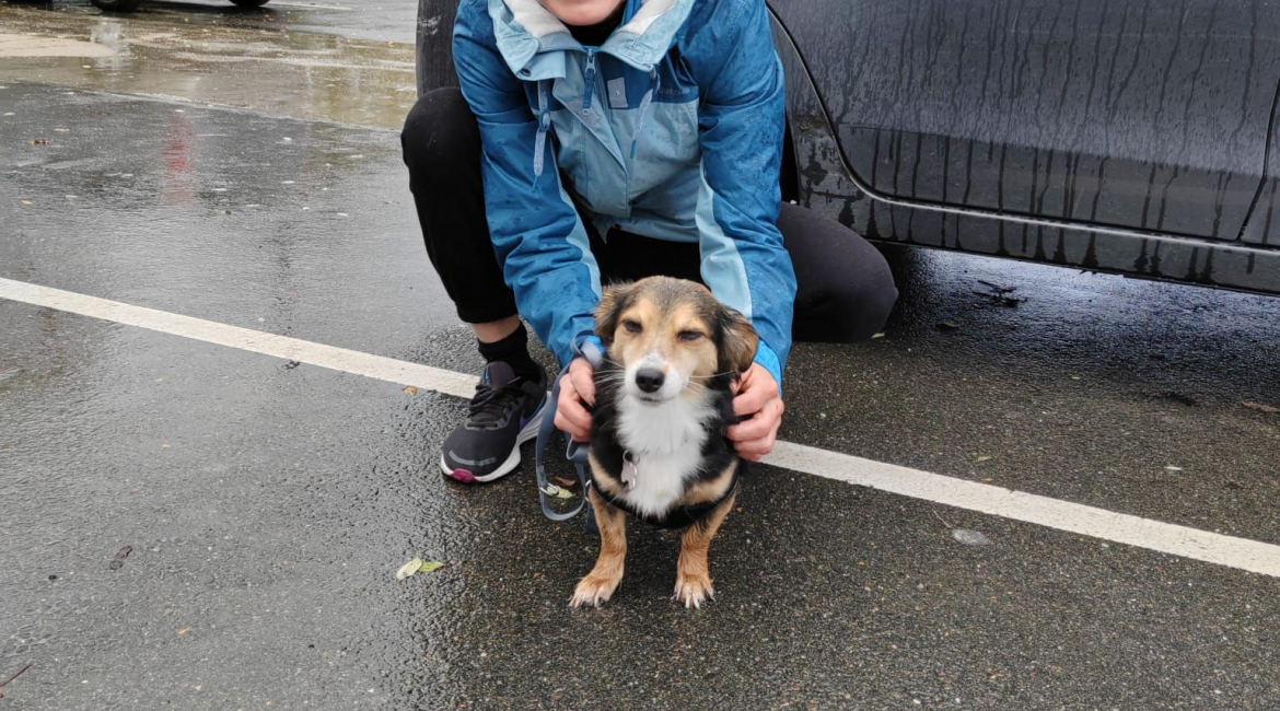Chiens à adopter