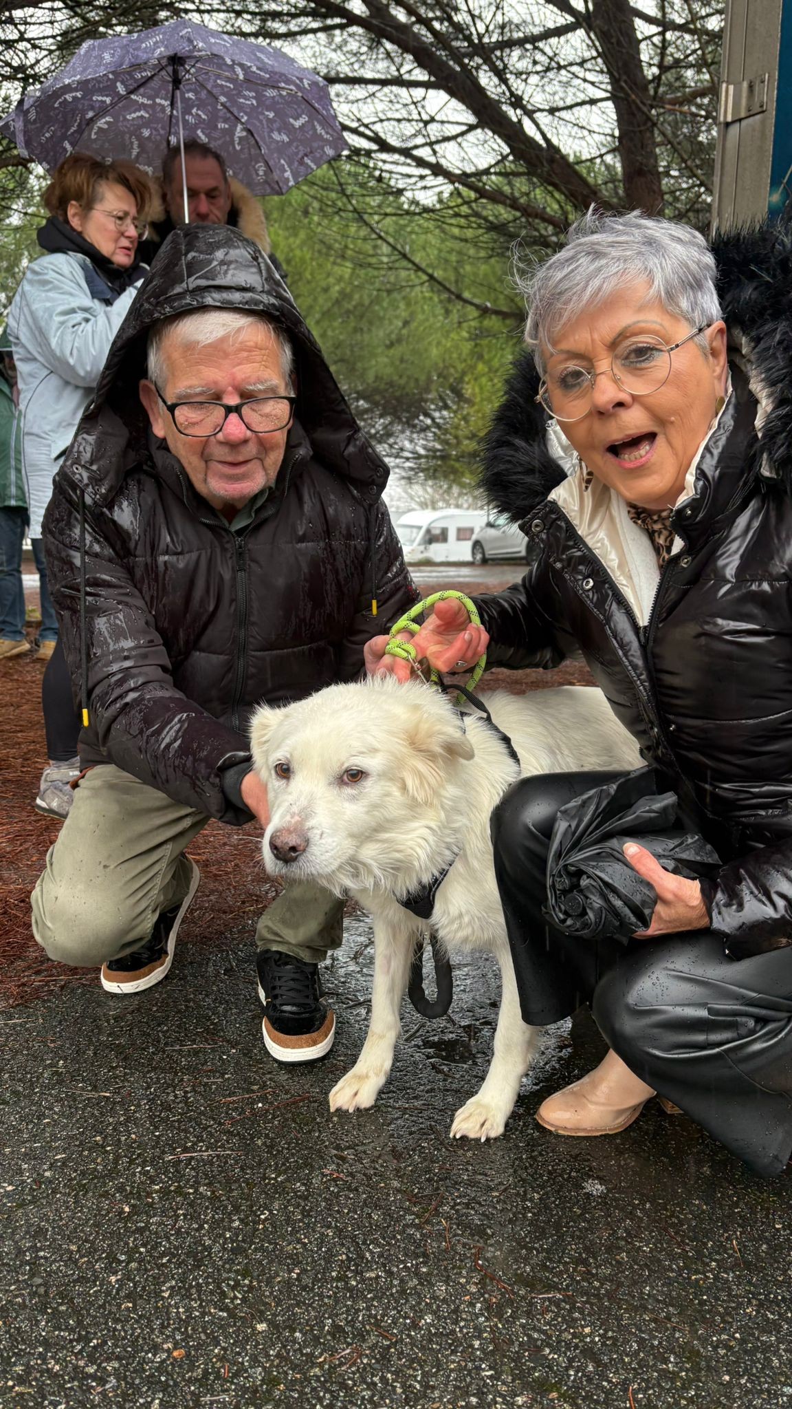 Chiens à adopter