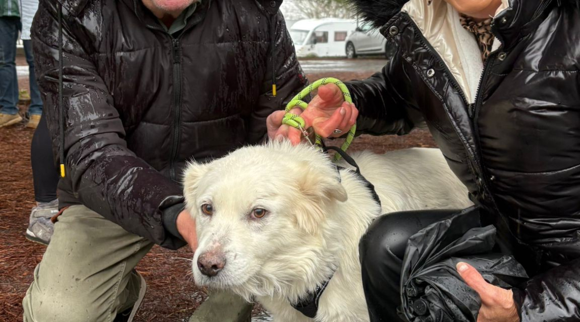 Chiens à adopter