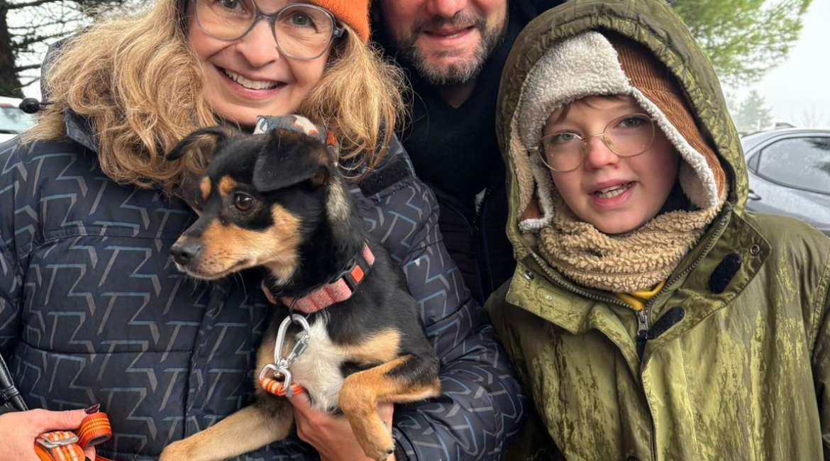 Chiens à adopter
