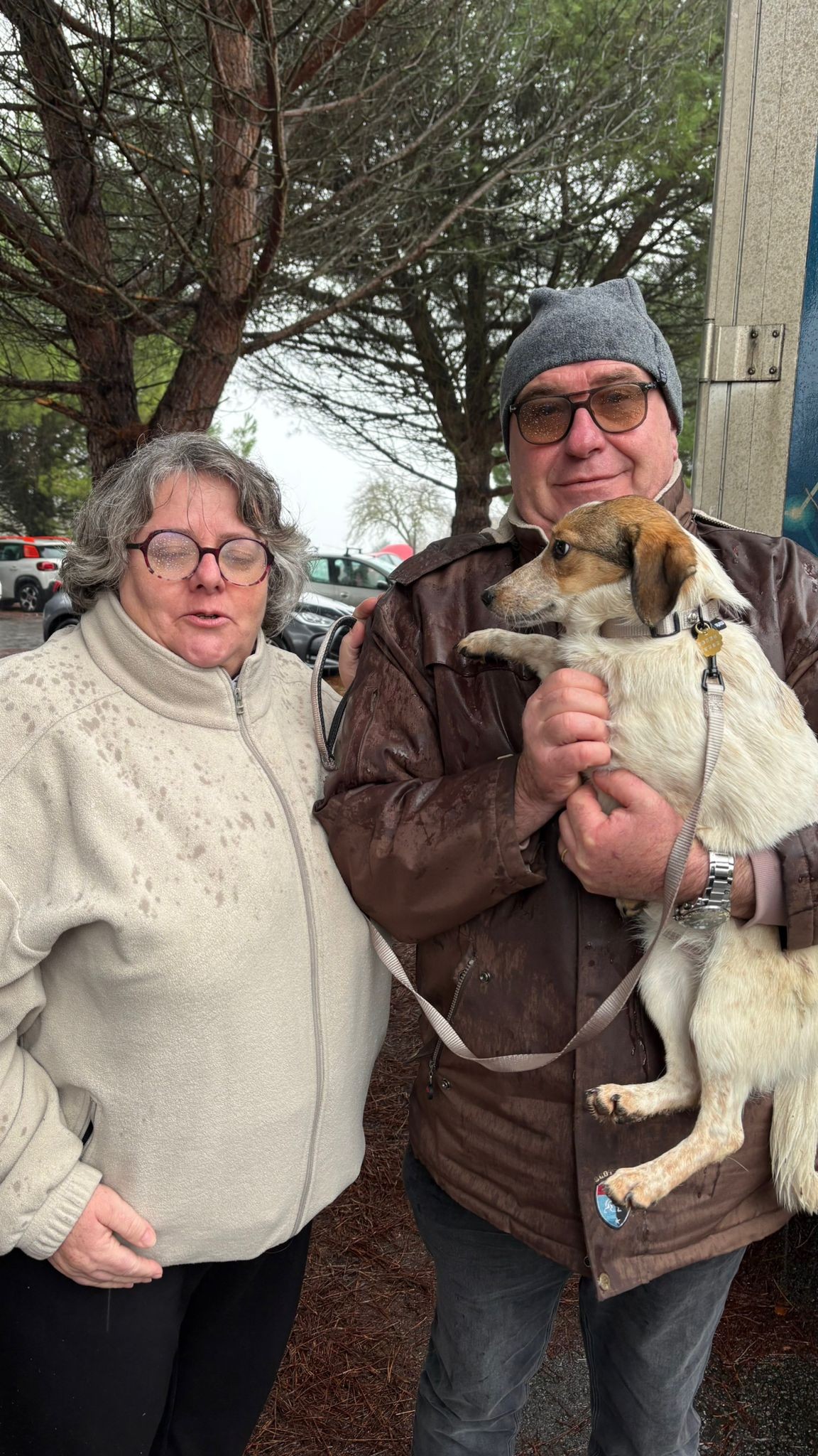 Chiens à adopter