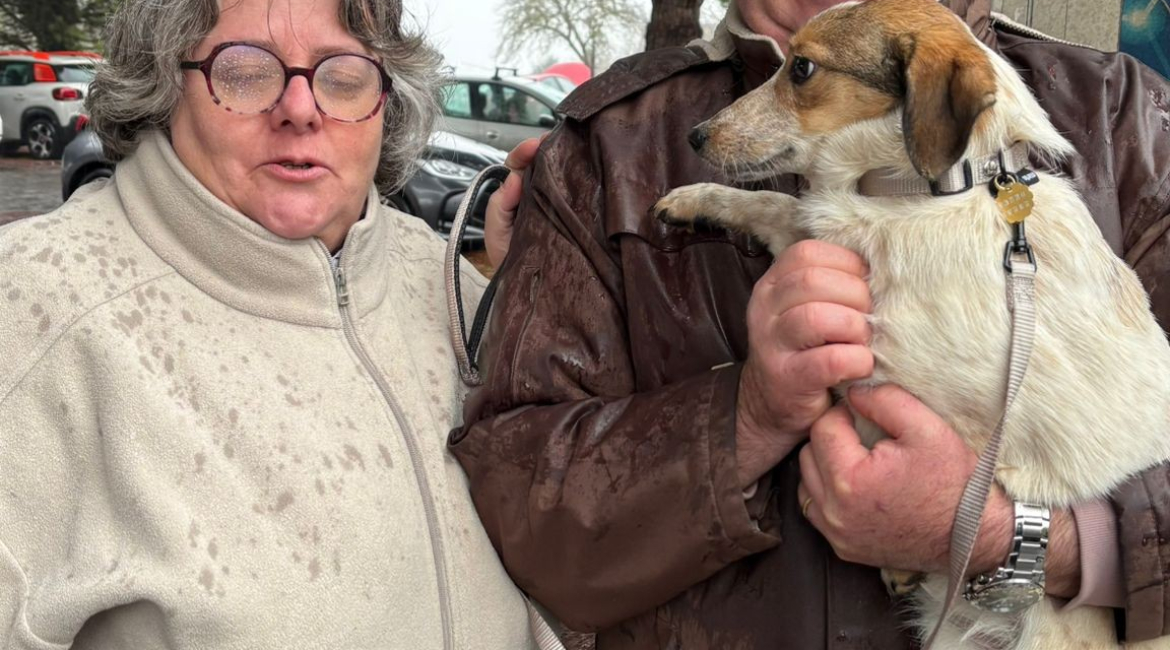 Chiens à adopter