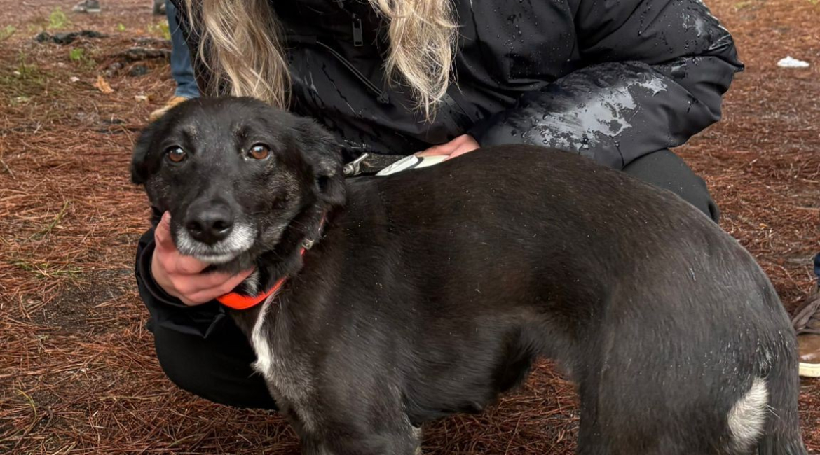 Chiens à adopter