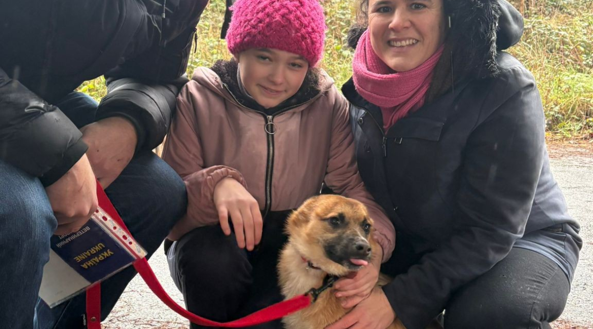 Chiens à adopter