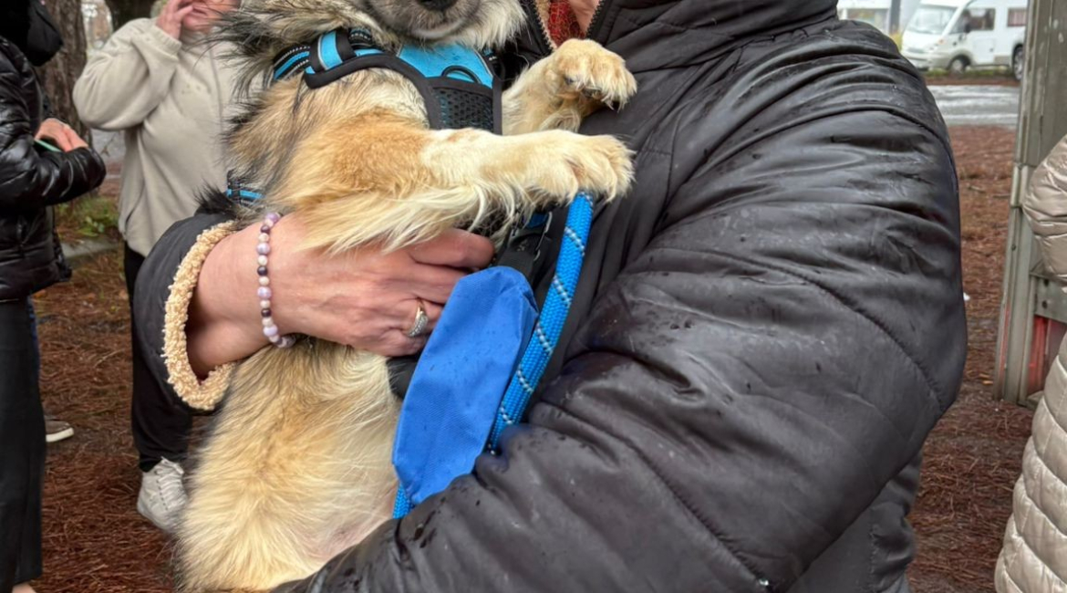 Chiens à adopter