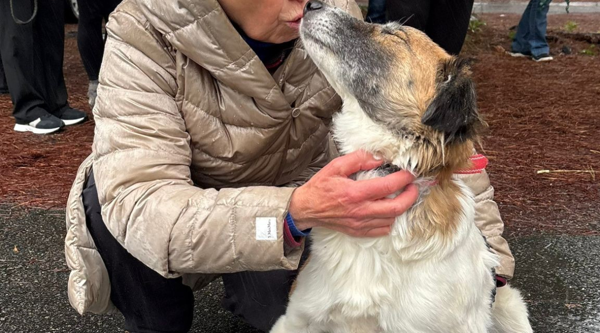 Chiens à adopter