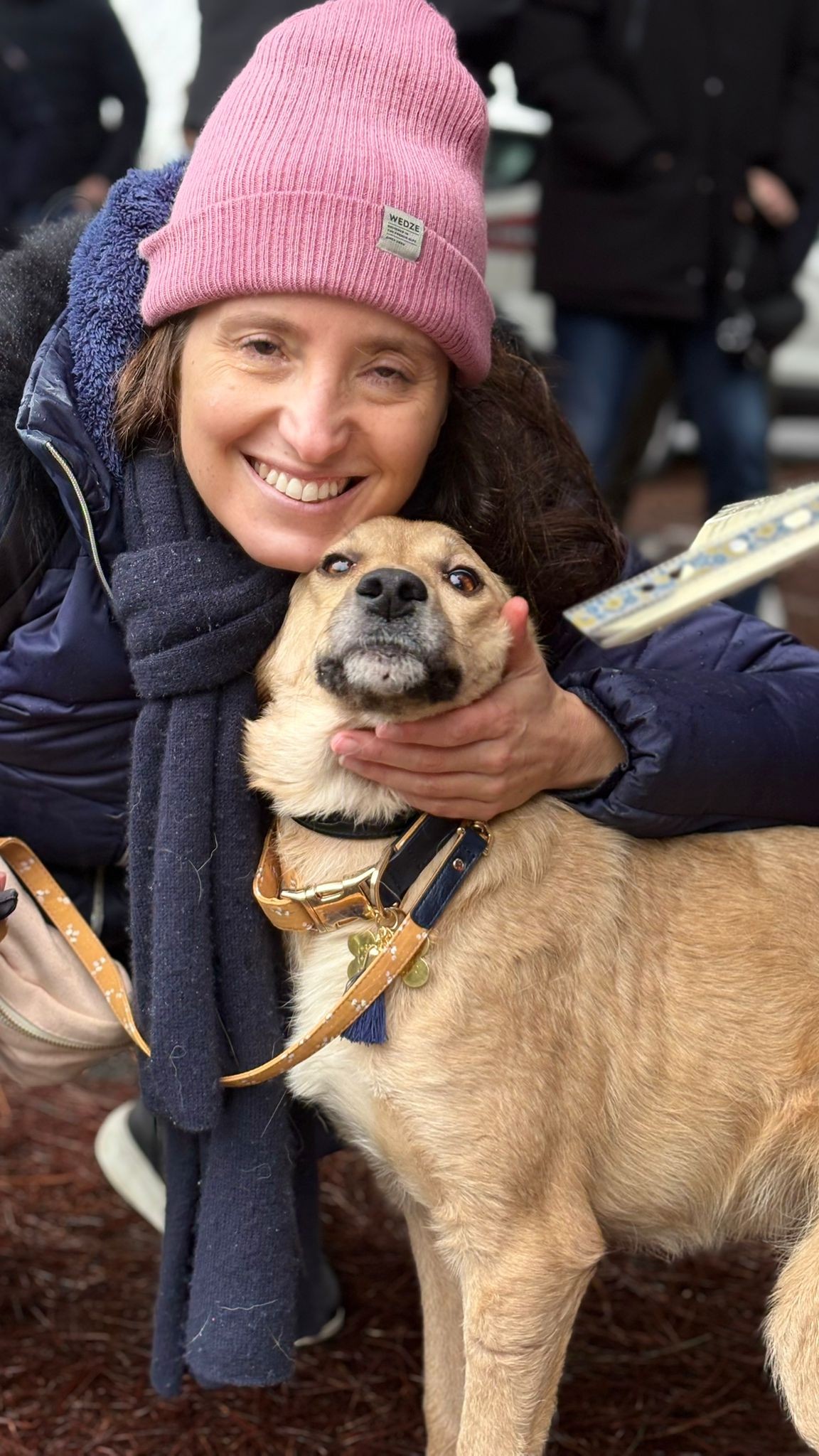 Chiens à adopter