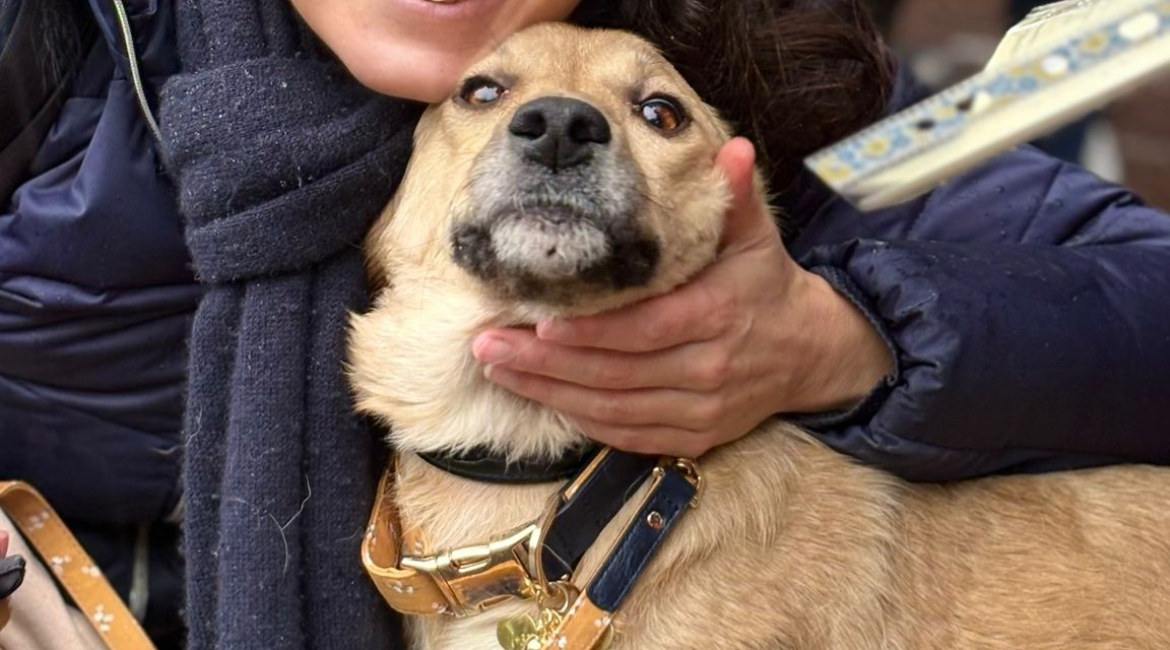 Chiens à adopter