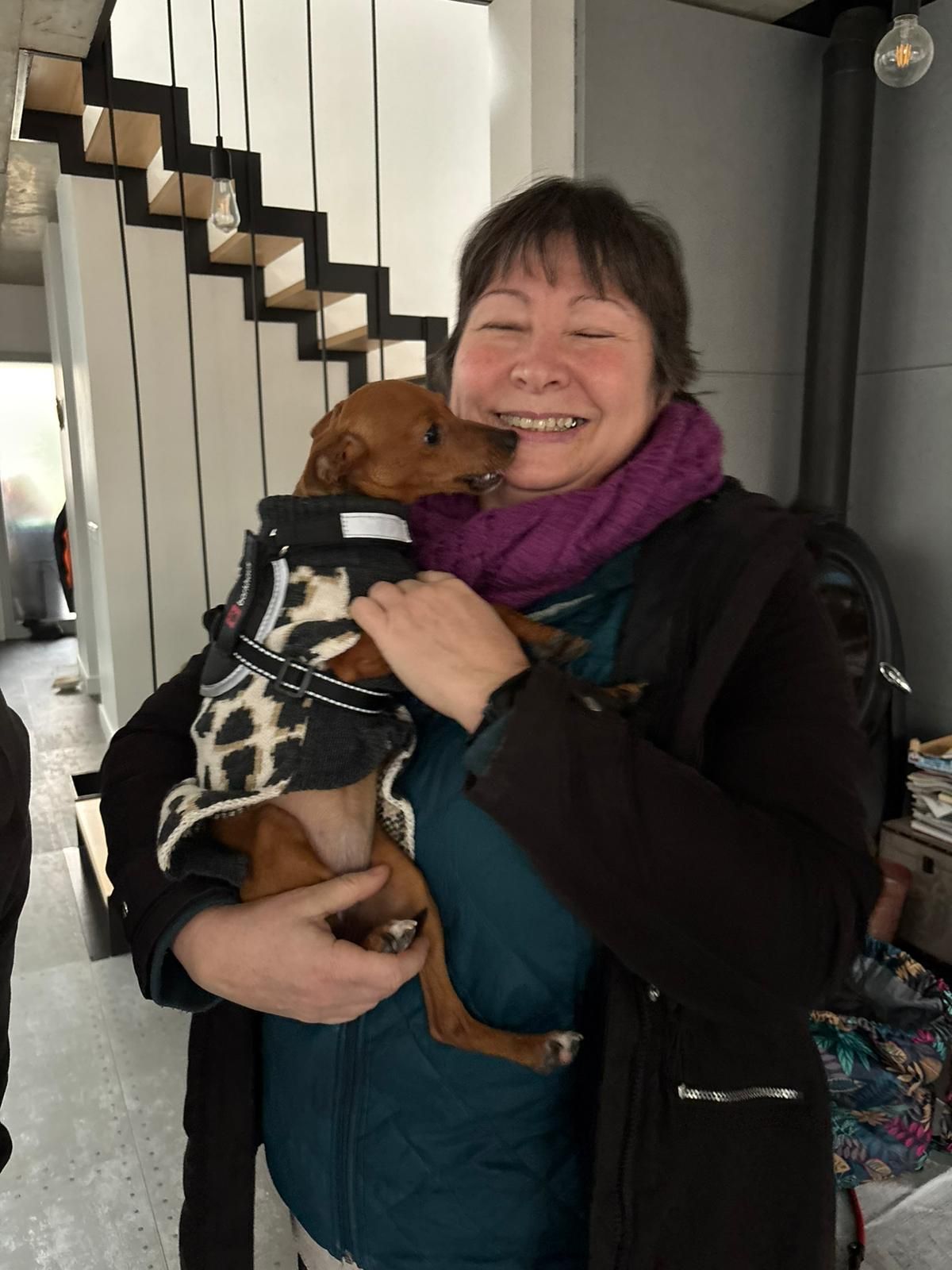 Chiens à adopter
