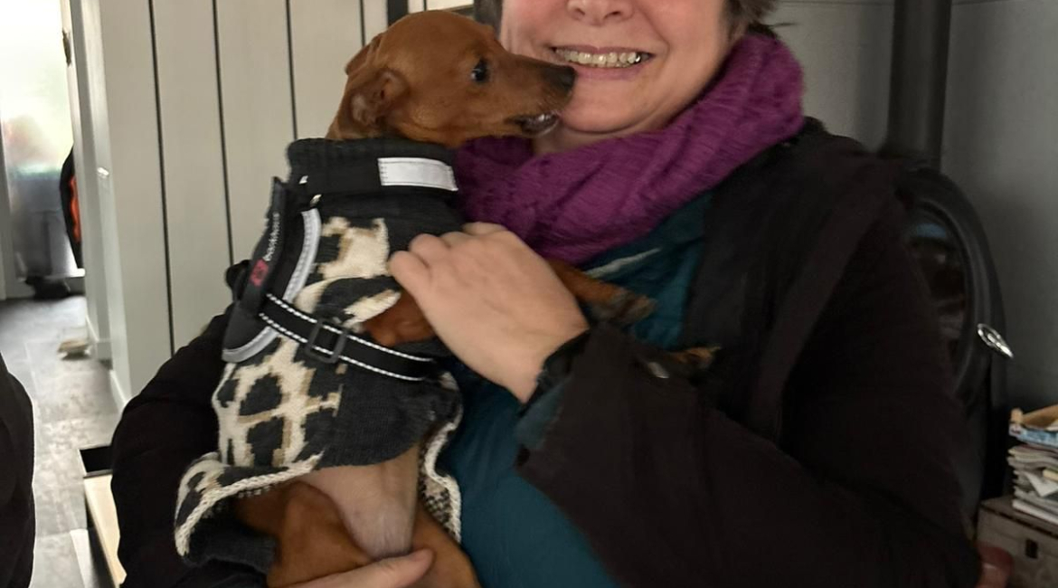Chiens à adopter