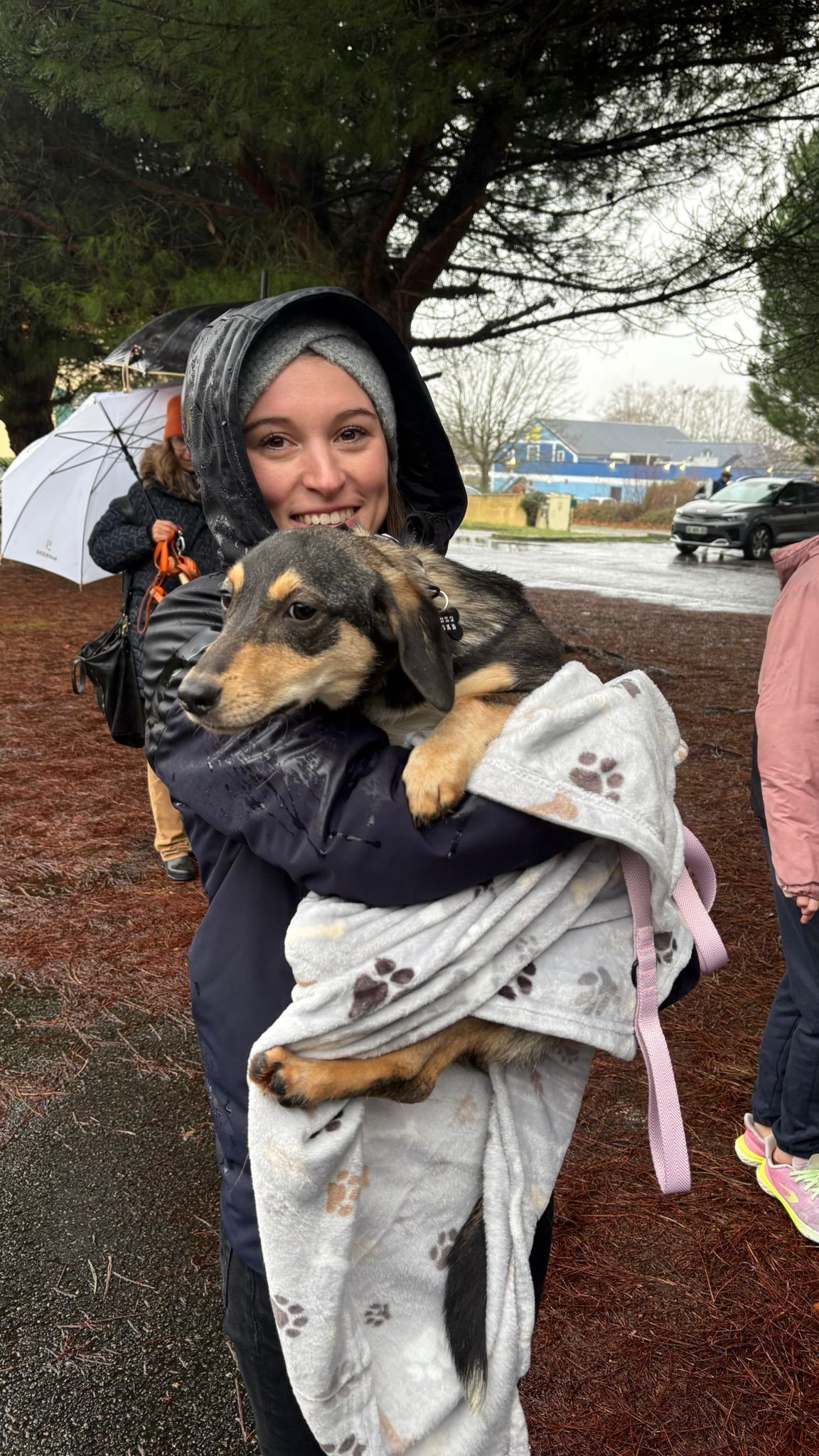 Chiens à adopter