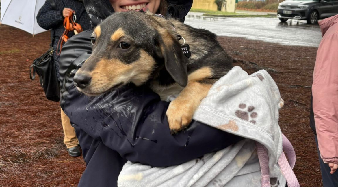 Chiens à adopter