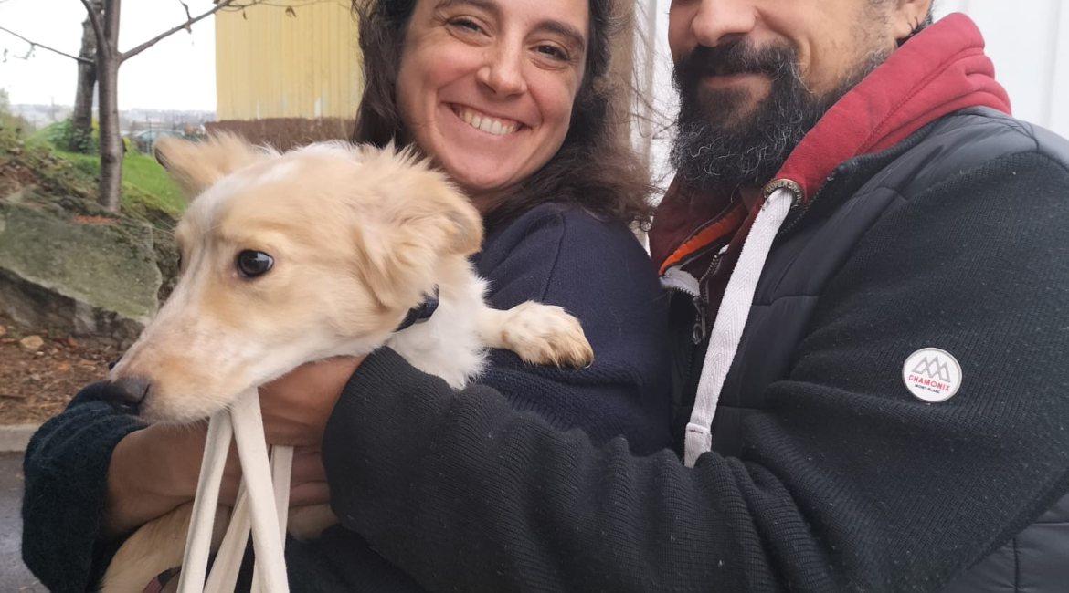 Chiens à adopter