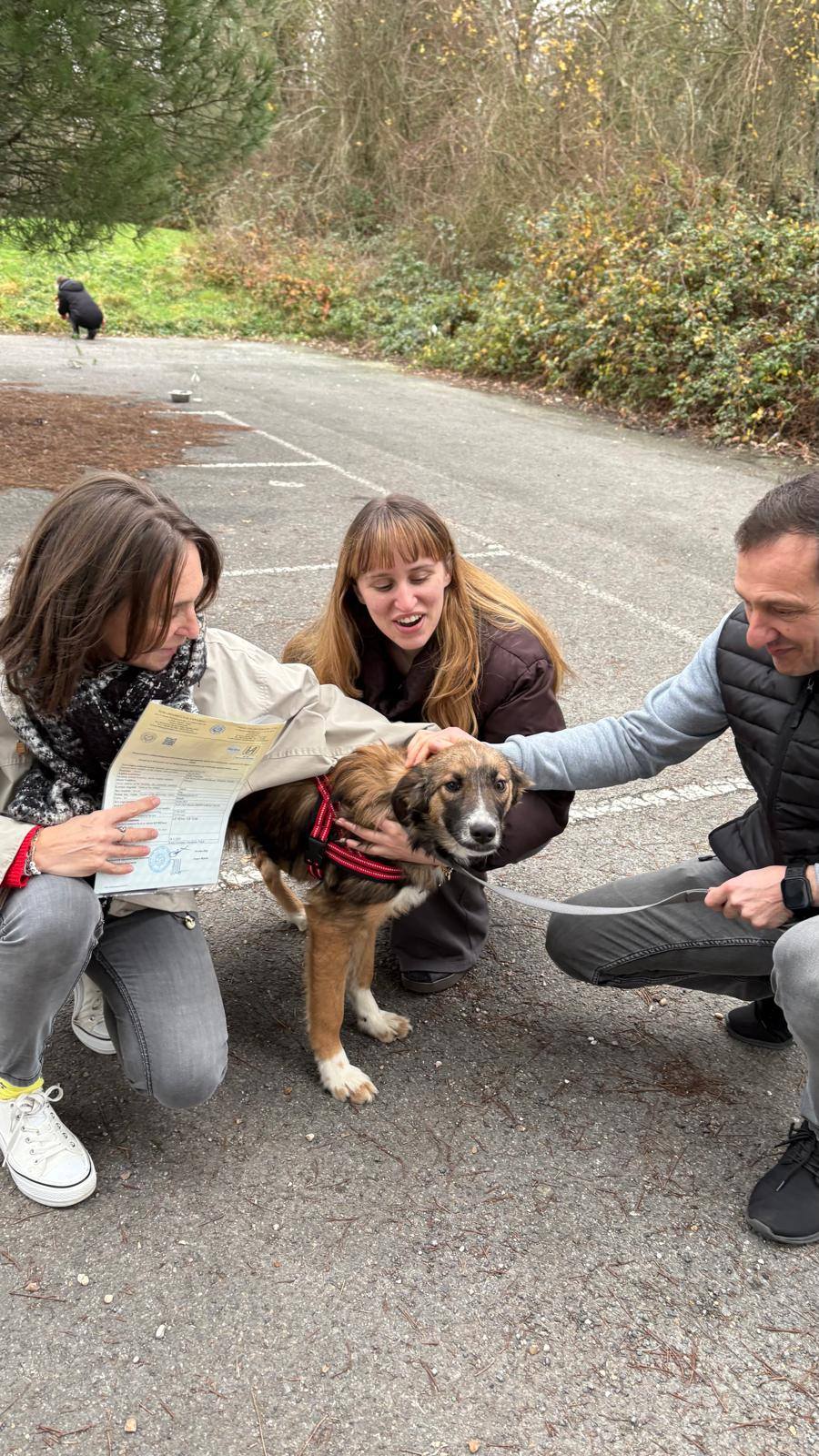 Chiens à adopter