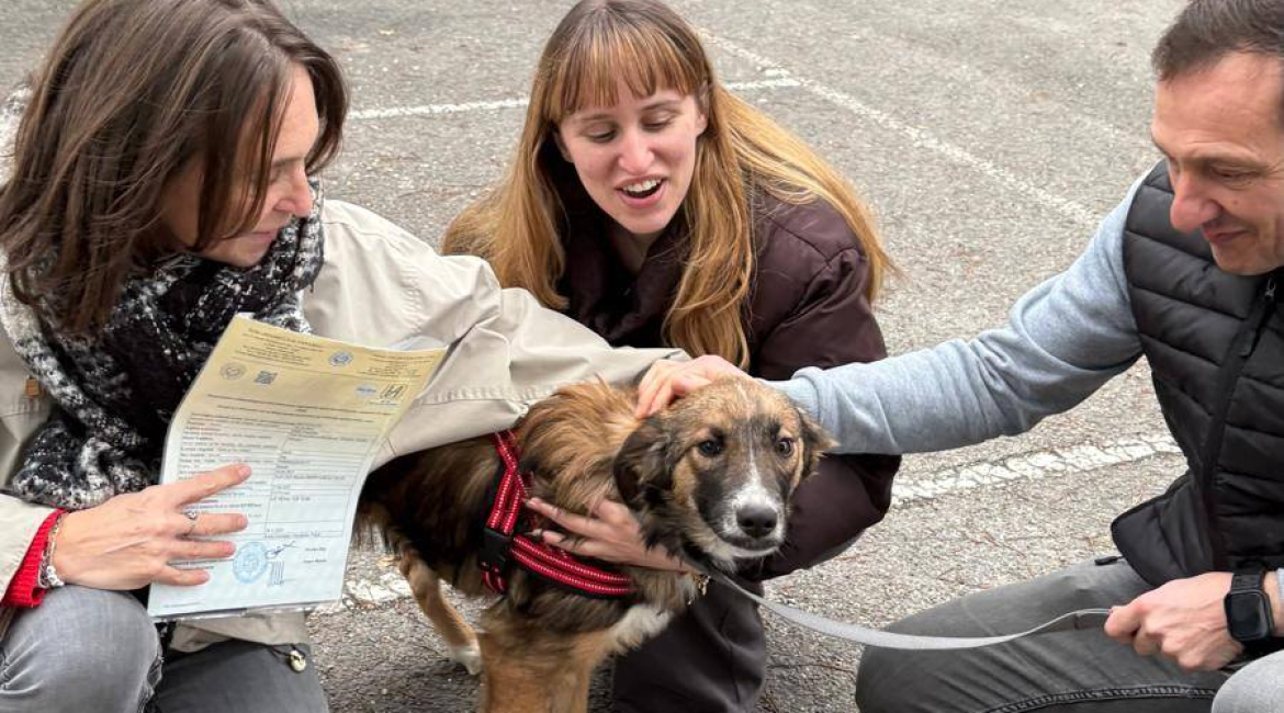 Chiens à adopter