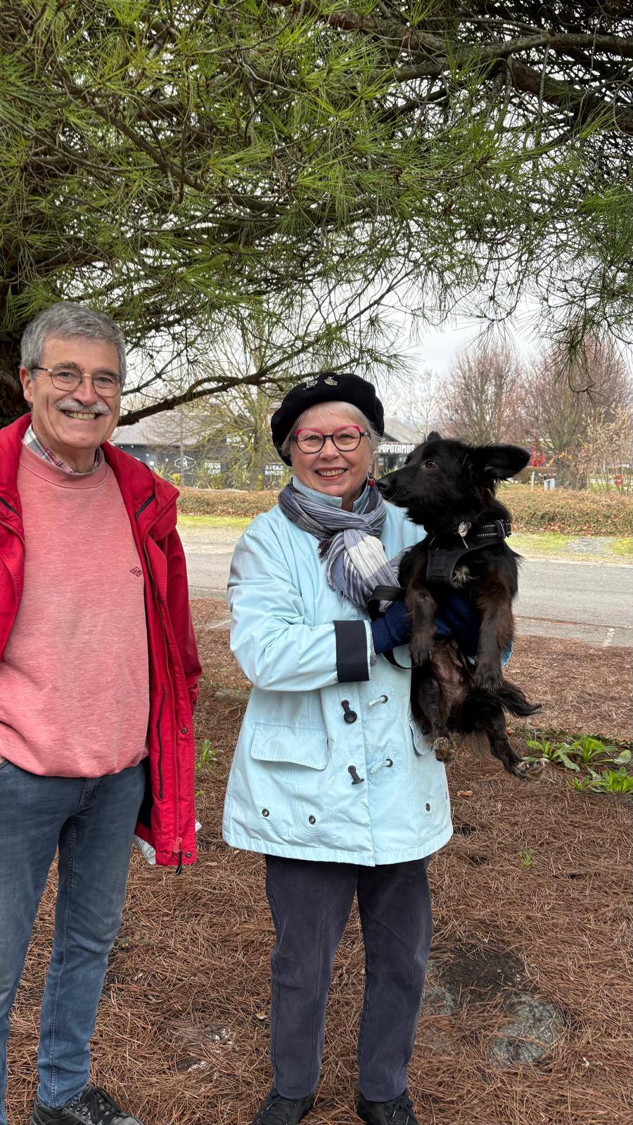 Chiens à adopter