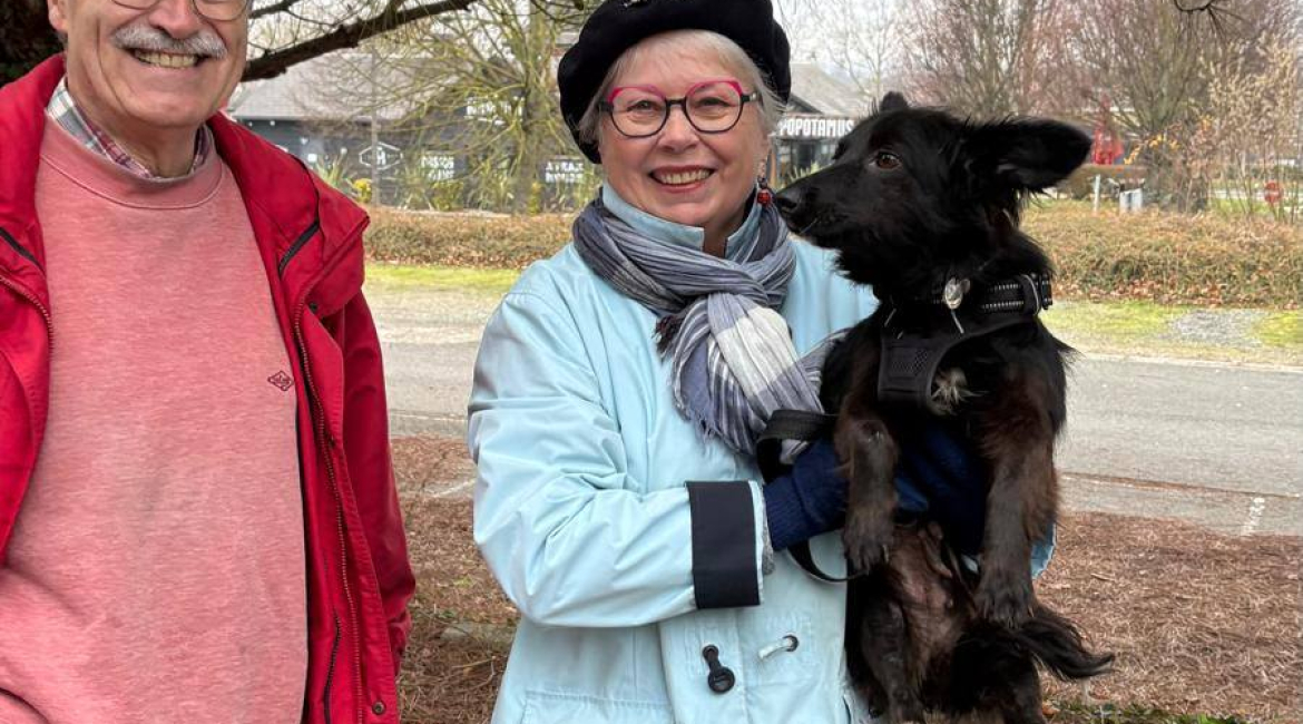 Chiens à adopter