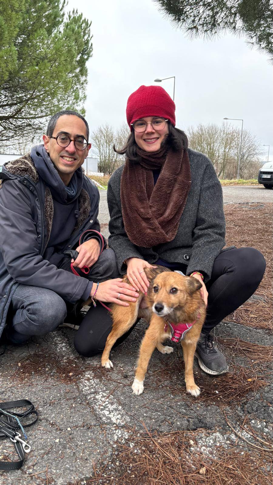 Chiens à adopter