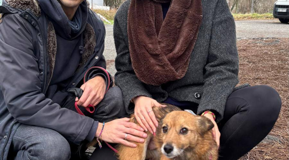 Chiens à adopter