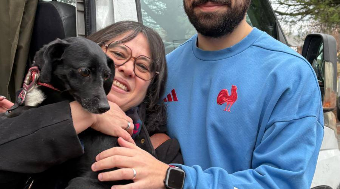 Chiens à adopter