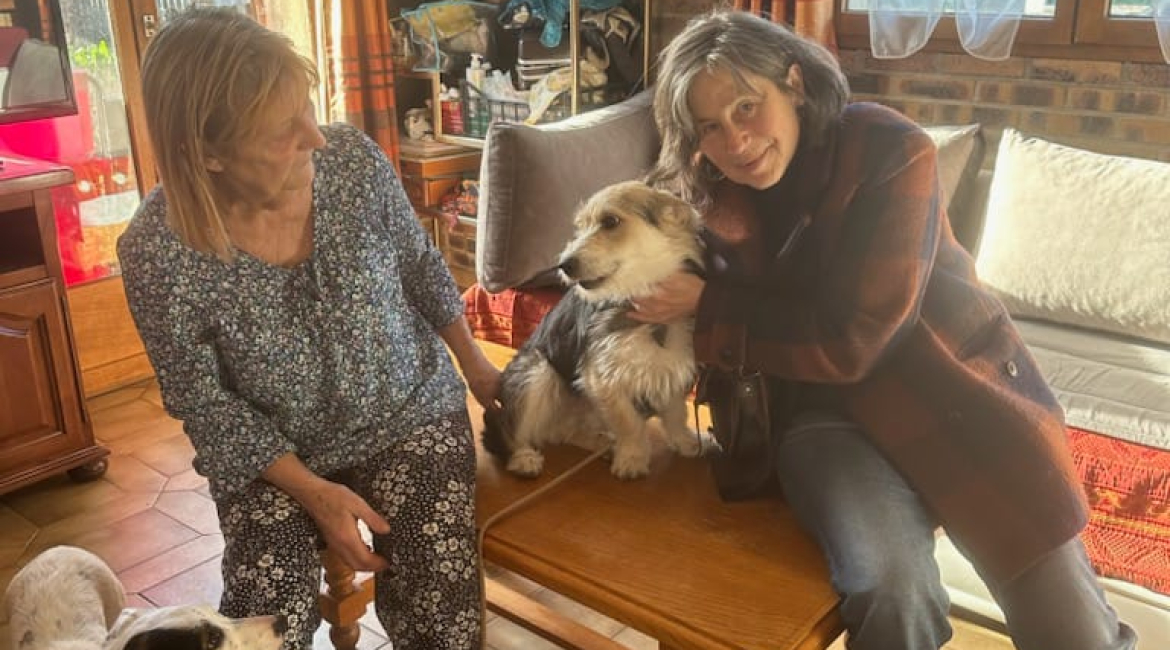 Chiens à adopter