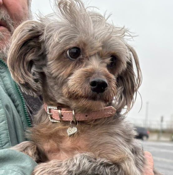 Chiens à adopter