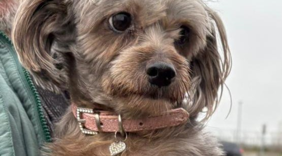 Chiens à adopter
