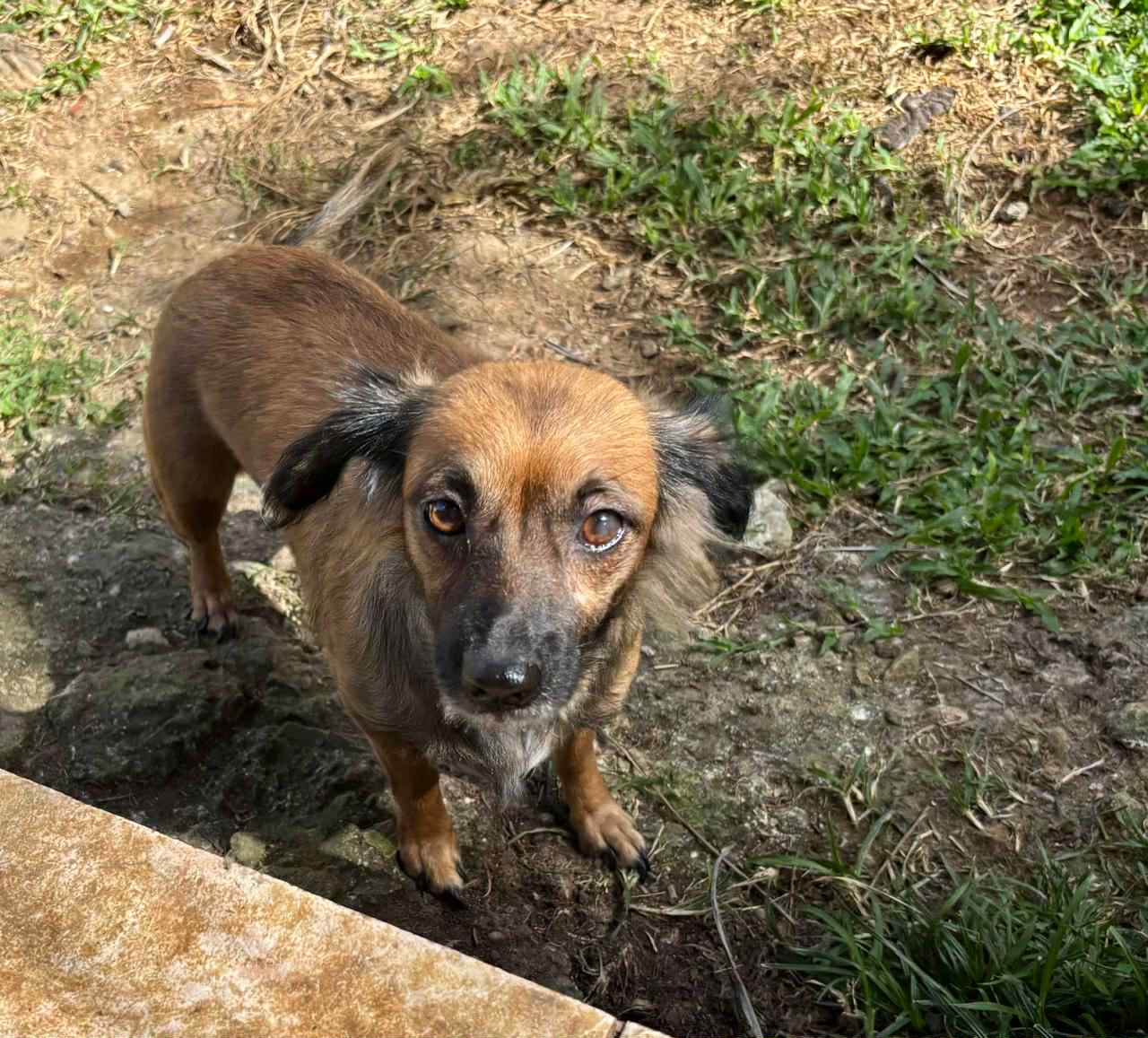 Chiens à adopter