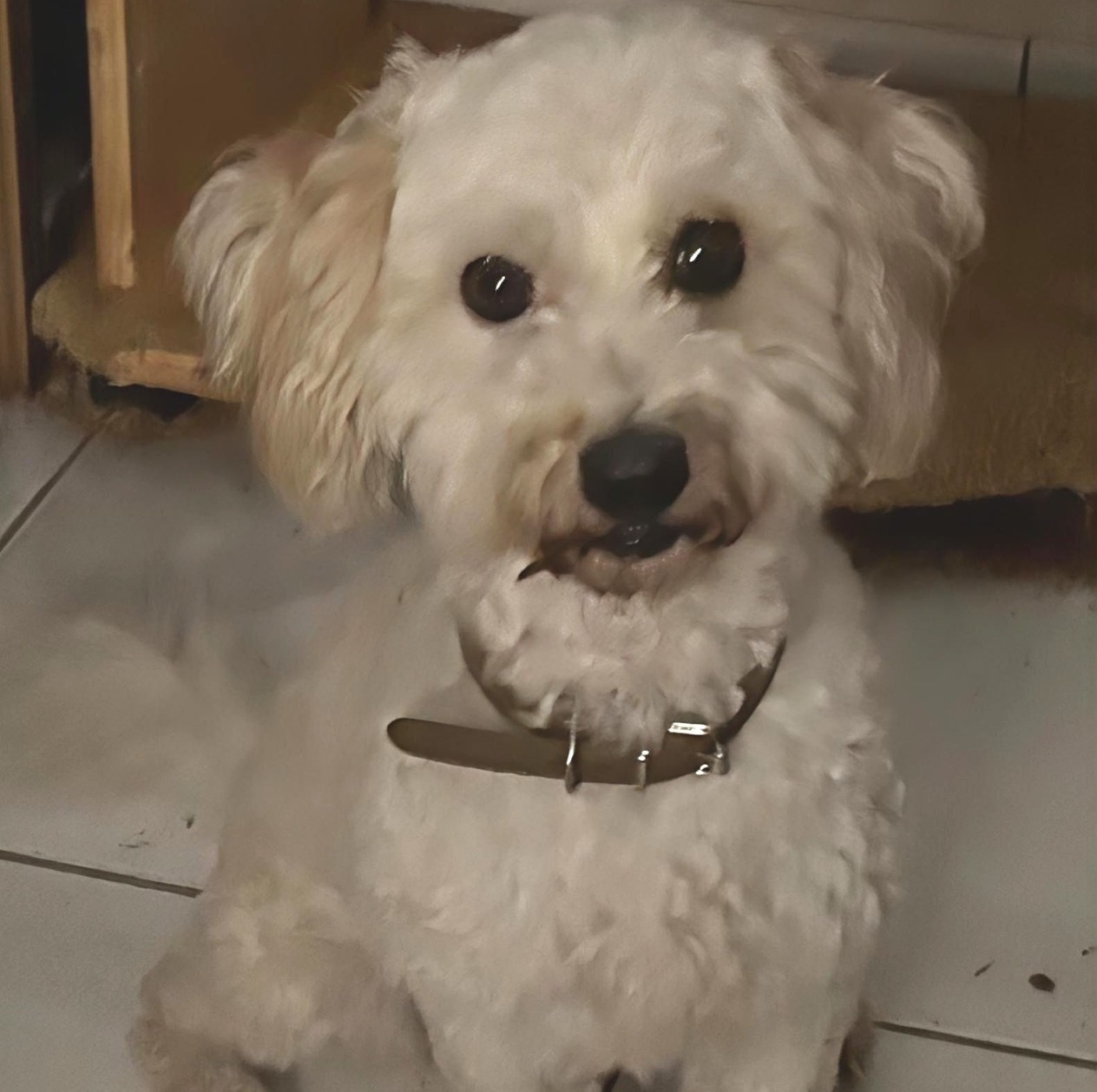 Chiens à adopter