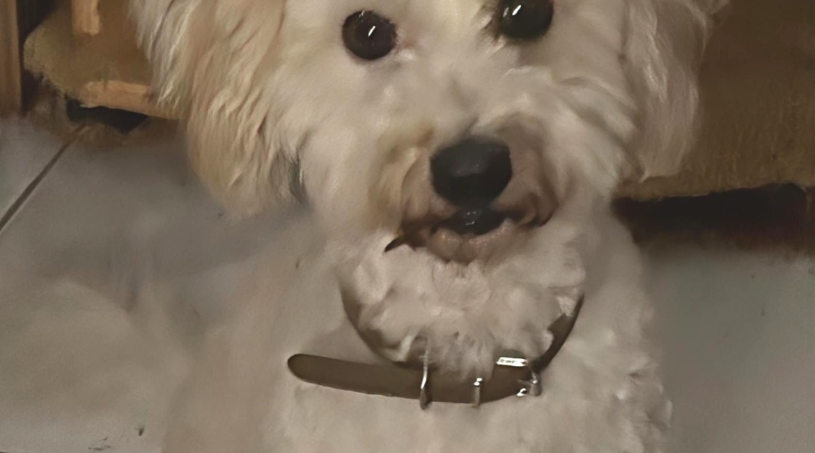 Chiens à adopter