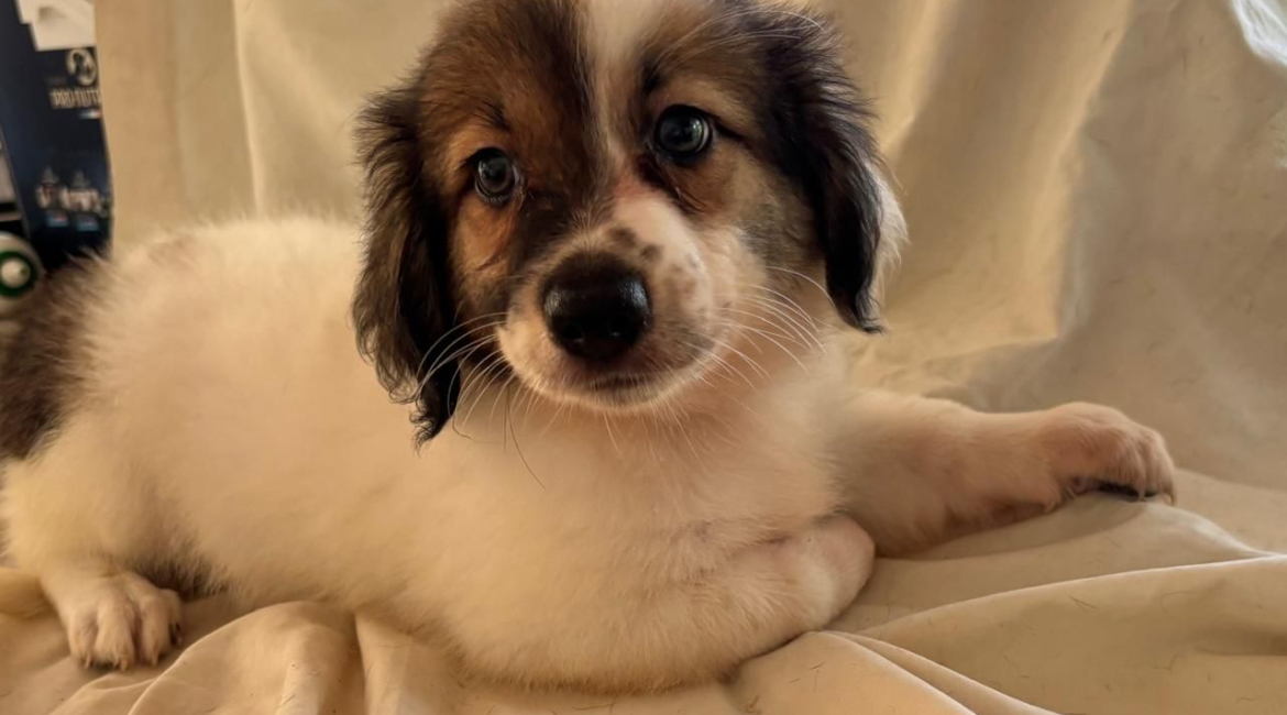 Chiens à adopter