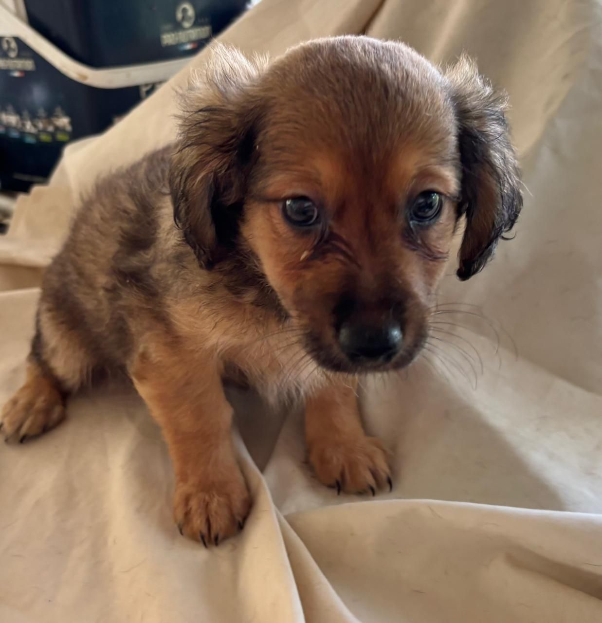 Chiens à adopter