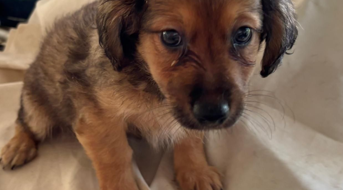 Chiens à adopter