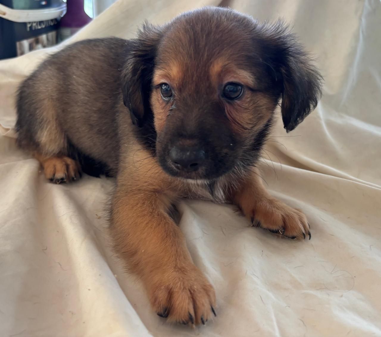 Chiens à adopter
